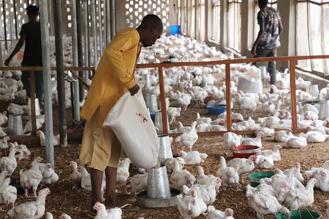 Rising Feed Costs Push Nigerian Poultry Farmers Toward Homemade Alternatives