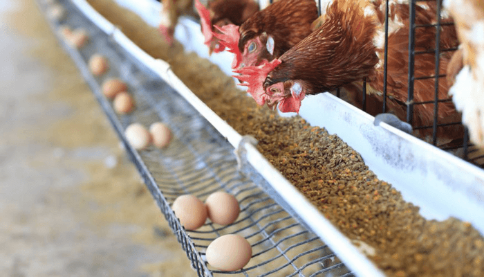Nigeria Targets 6 Million Daily Eggs in $900m Poultry Deal with China