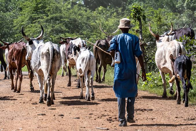 Herders Petition Authorities Over Repeated Cattle Killings in Plateau