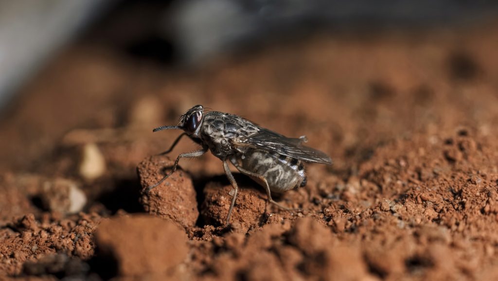Why Government’s Fight Against Tsetse Fly Is Urgent for Food Security