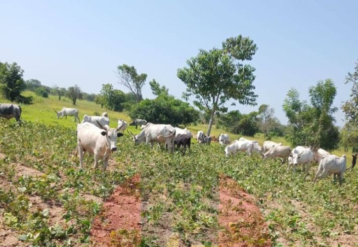 Government Pushes Ranching Plan to Curb Farmer–Herder Violence