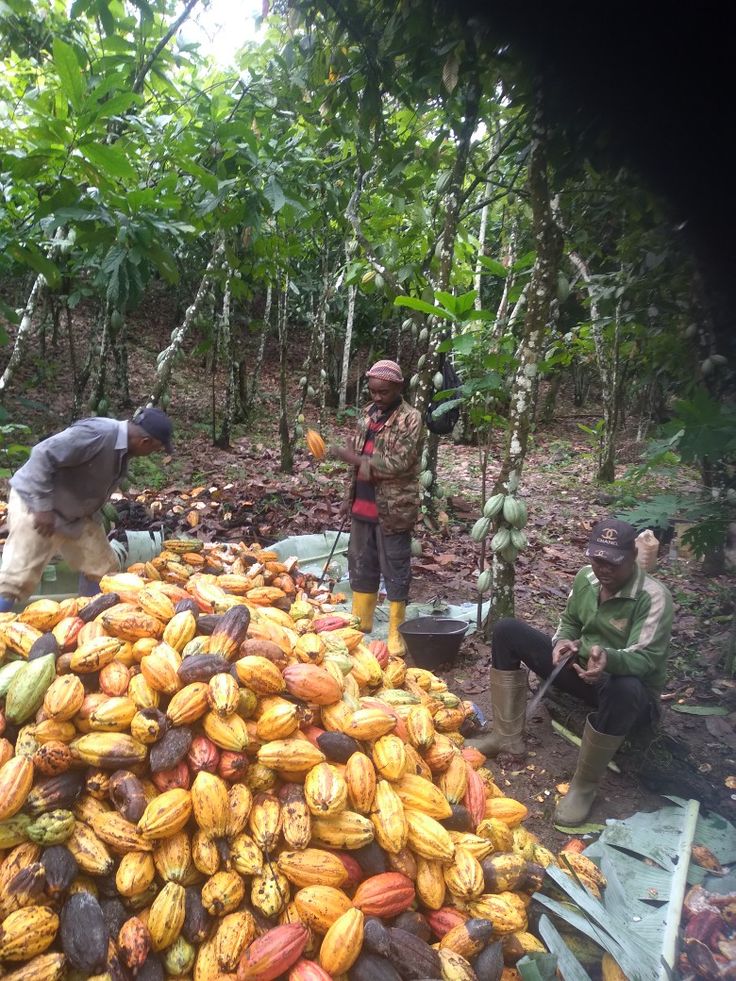 Farmers Warn Insecurity Poses Major Threat to Agricultural Production