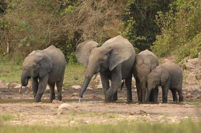 Nigeria’s Last 400 Elephants Face Extinction Threat, Conservationists Warn