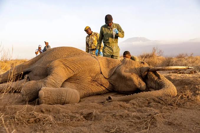 Four Arrested as Probe Deepens Into Deaths of 18 Elephants in Kenya