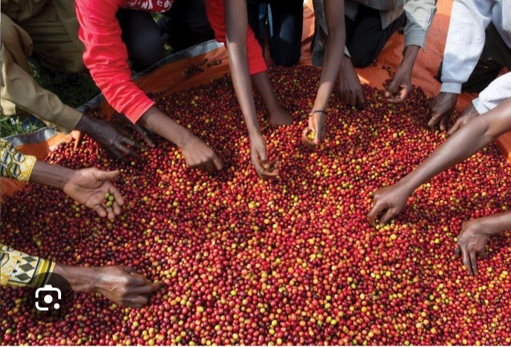 Rwanda’s Record Coffee Price Highlights Africa’s Widening Market Divide